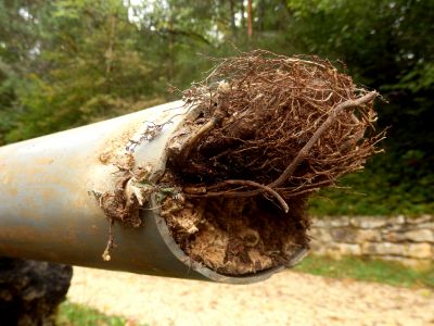 Removed Clogged Drain Pipe with Roots